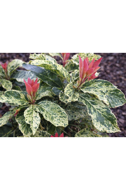 Фотінія зубчаста Пінк Кріспі